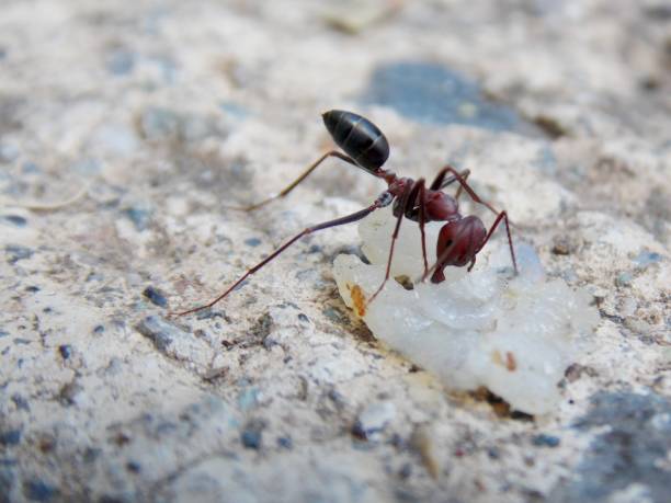 istock The ant found food 872593410