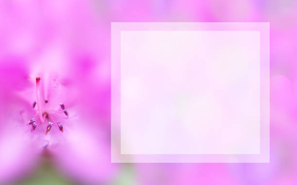 plantilla con flores y cuadro de texto cuadrado ligero. fondo con azalea rosa macro. burlan de primavera, concepto de verano. imagen elegante, suave, romántica - azalea magenta flower red fotografías e imágenes de stock