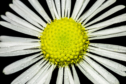 Mayweed flower isolated