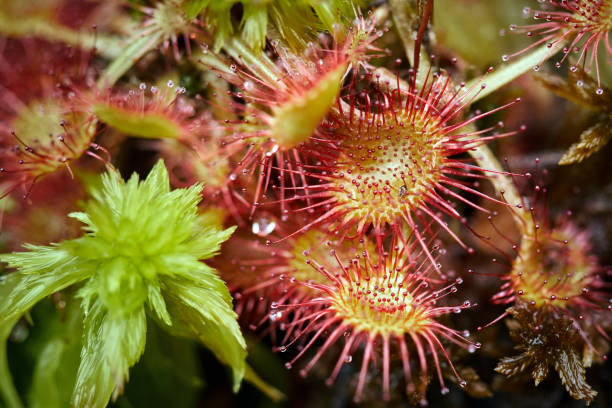istock Sundew carnivorous plant 872601188