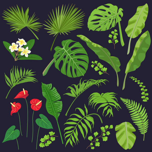 Tropic Leaves and Flowers Vivid tropical flowers and leaves isolated on dark background. Tropic plant set.  Vector flat illustration. amazonia stock illustrations