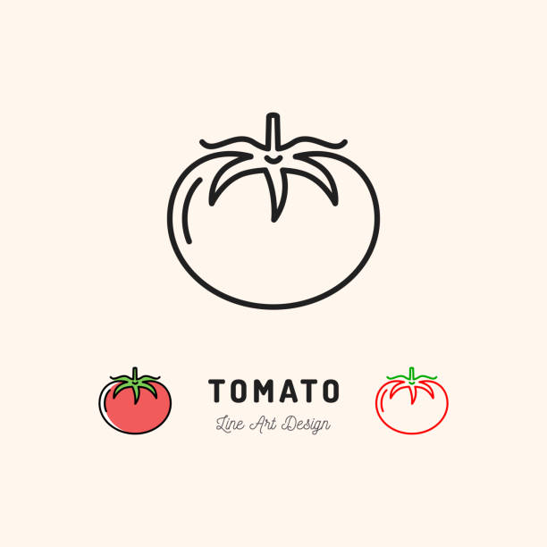 벡터 토마토 아이콘 야채입니다. 얇은 라인 아트 디자인 - tomato stock illustrations