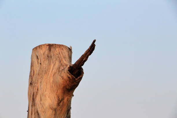 istock Empty wooden stump and blue sky background in summer. 872601926
