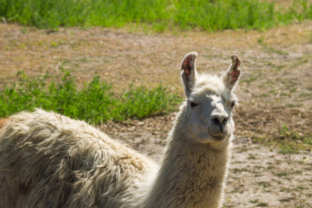 istock Portrait of a white lama 872601996