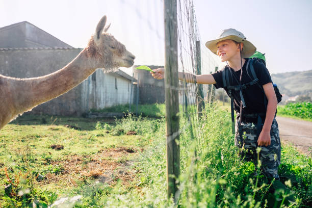 boy traveler feeds a llama on llama farm - zoo child llama animal imagens e fotografias de stock