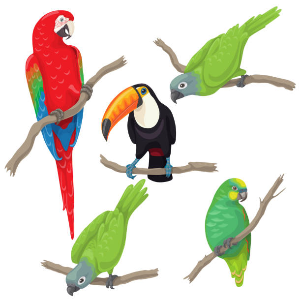 Tropical Birds Set Vivid tropical birds set. Green parrots, red-and-green macaw and toucan sitting on branches isolated on white background. Vector flat illustration. toucan white background stock illustrations