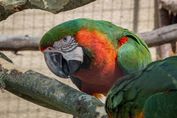 istock Close image of a dutch feathered bird 872605170