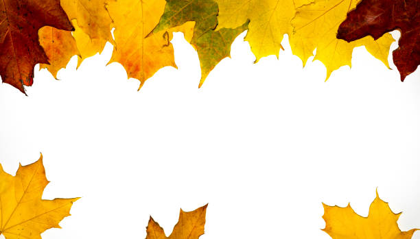 istock Autumn falling maple leaves isolated on white background 872608530