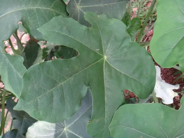 Jatropha podagrica is a very remarkable small erect succulent or sub-woody shrub with a singularly distorted stem and branches much swollen at their bases, giving it the common name.