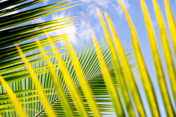 istock Palm tree against blue summer sky, background with copy space 872618400