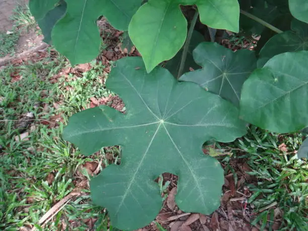 Jatropha podagrica is a very remarkable small erect succulent or sub-woody shrub with a singularly distorted stem and branches much swollen at their bases, giving it the common name.