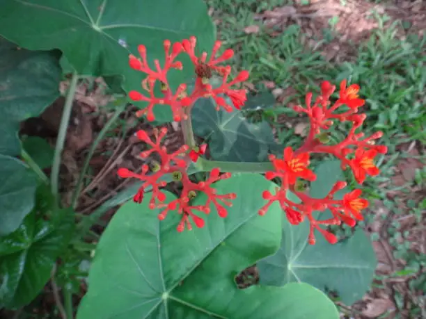 Jatropha podagrica is a very remarkable small erect succulent or sub-woody shrub with a singularly distorted stem and branches much swollen at their bases, giving it the common name.