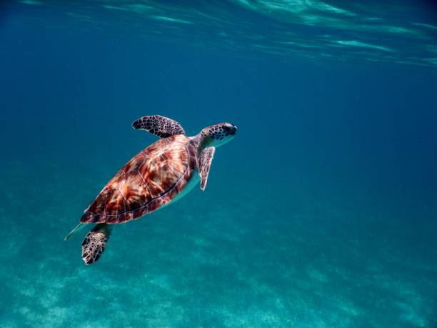 istock Turtle Swimming in the Caribbean 872619060