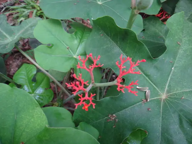 Jatropha podagrica is a very remarkable small erect succulent or sub-woody shrub with a singularly distorted stem and branches much swollen at their bases, giving it the common name.