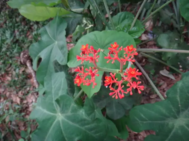 Jatropha podagrica is a very remarkable small erect succulent or sub-woody shrub with a singularly distorted stem and branches much swollen at their bases, giving it the common name.