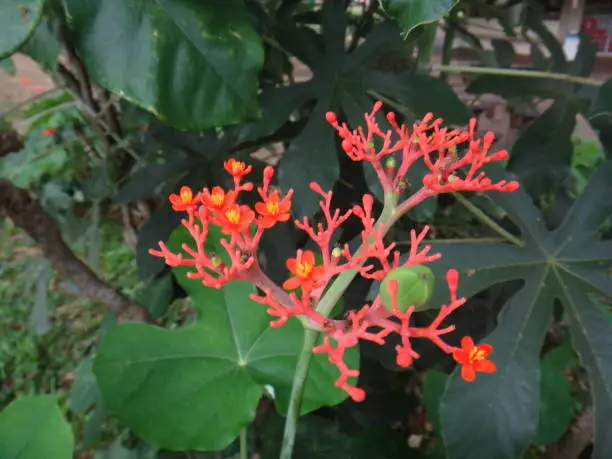 Jatropha podagrica is a very remarkable small erect succulent or sub-woody shrub with a singularly distorted stem and branches much swollen at their bases, giving it the common name.