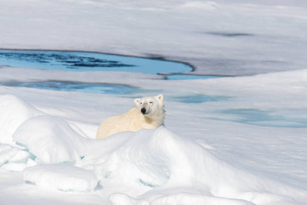 istock Polar bear laying on the pack ice 872625442