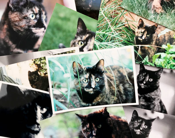 Collage of Tortie cat photos. My cat and my photos.
