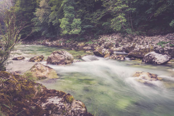 istock Mountain river in the green forest 872631374