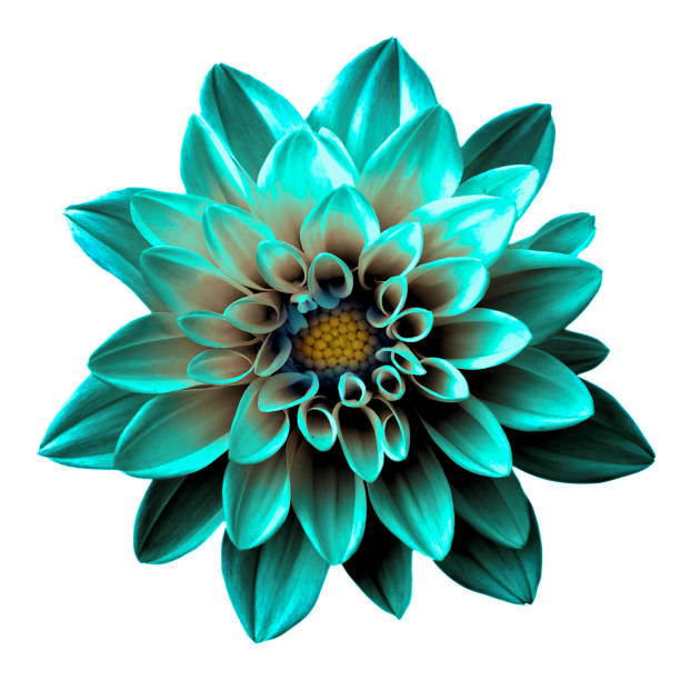 istock Surreal dark chrome turquoise flower dahlia macro isolated on white 872632180