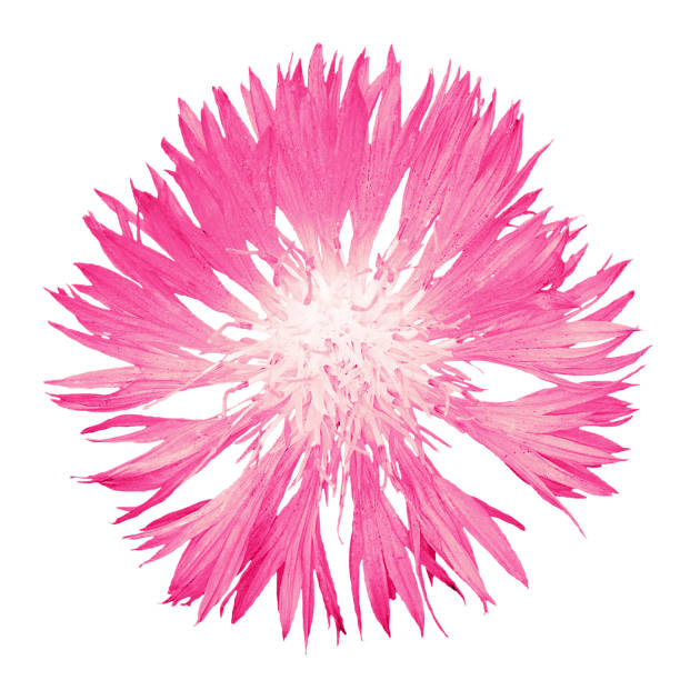 istock Pink cornflower flower isolated on white 872632250