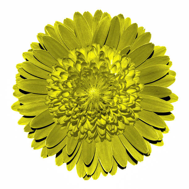 istock Surrealistic fantasy yellow flower macro isolated on white 872634536