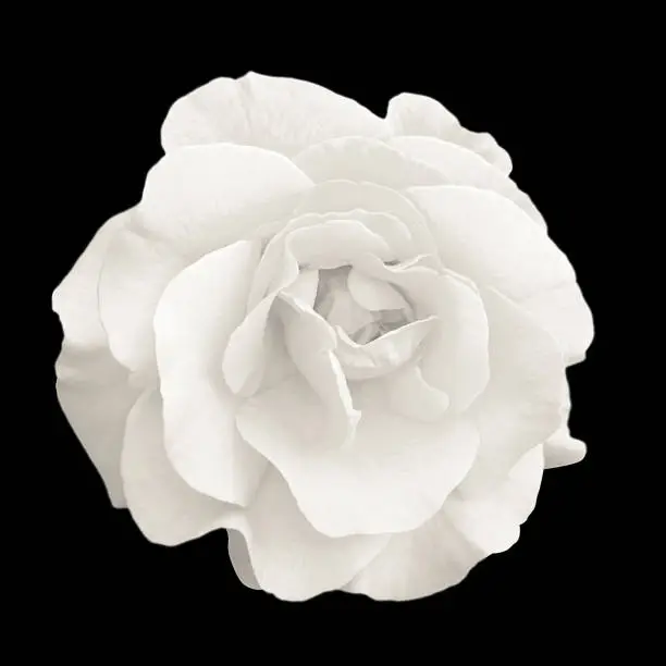 Photo of Tender white rose flower macro isolated on black