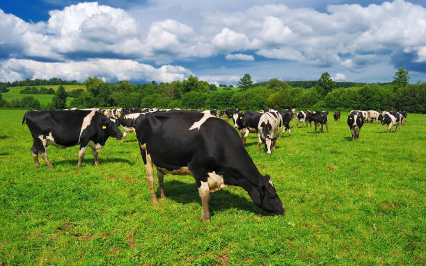 istock Cows grazing on a green summer meadow in Hungary 872638832
