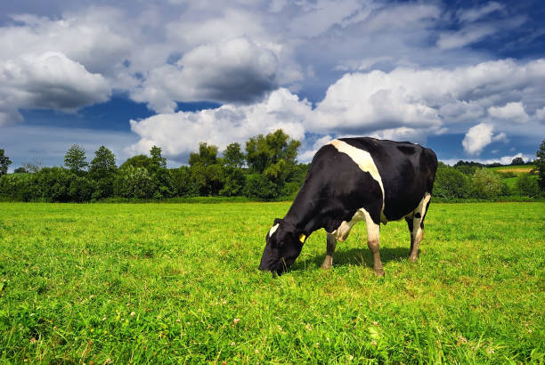 istock Cow grazing on a green summer meadow in Hungary 872638888