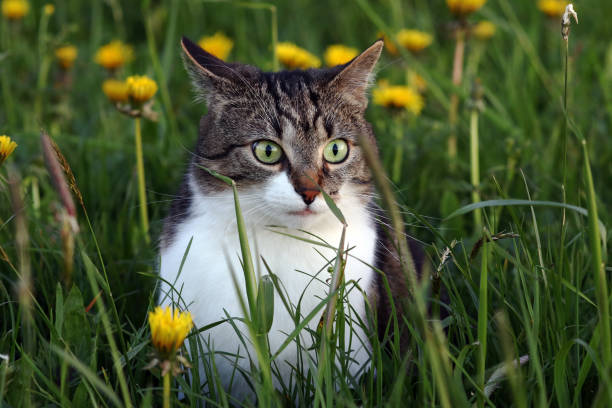istock A small cat hunts in the field 872638914