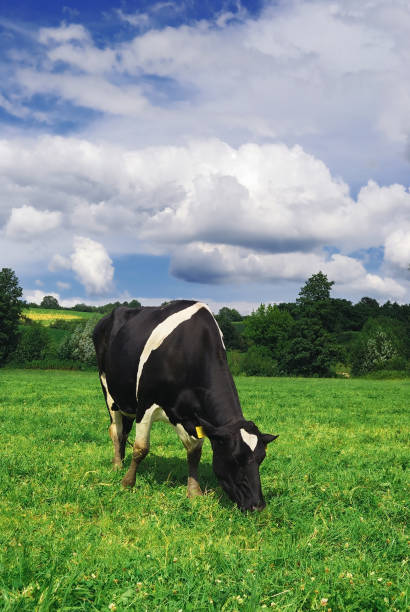 istock Cow grazing on a green summer meadow in Hungary 872638962