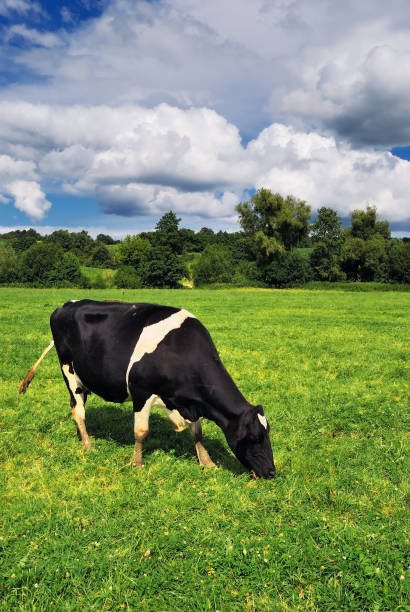 istock Cow grazing on a green summer meadow in Hungary 872639122