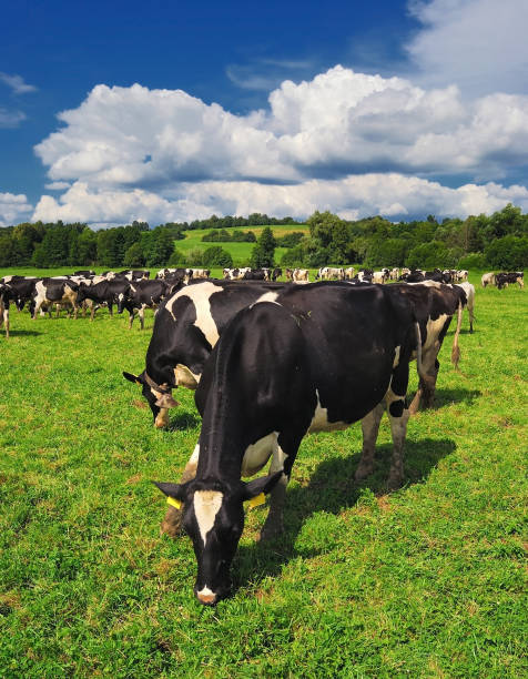 istock Cows grazing on a green summer meadow in Hungary 872639194