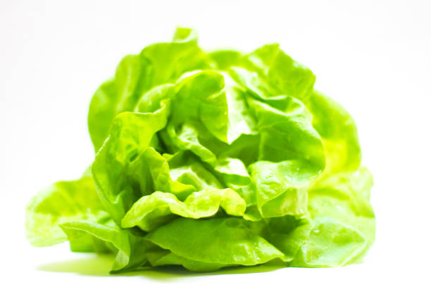 Head of Hydroponic Butter Lettuce (Close-Up), White Background, Water Drops