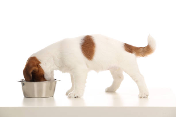 istock Jack russell puppy eating from a bowl. Close up. White background 872642398