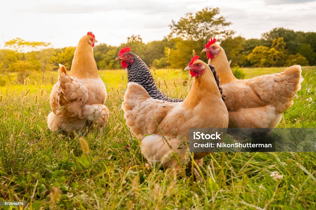 Chicken Sunset A flock of chickens in search of food late in the day Chicken - Bird Stock Photo