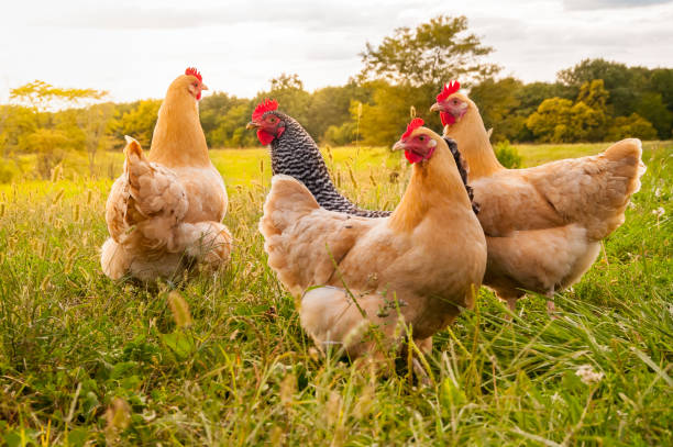 Chicken Sunset A flock of chickens in search of food late in the day chicken bird stock pictures, royalty-free photos & images