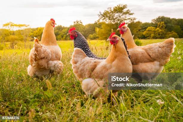 Chicken Sunset Stock Photo - Download Image Now - Chicken - Bird, Farm, Hen