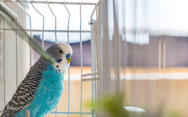istock Domestic caged blue male Parakeet bird, closeup 872646434
