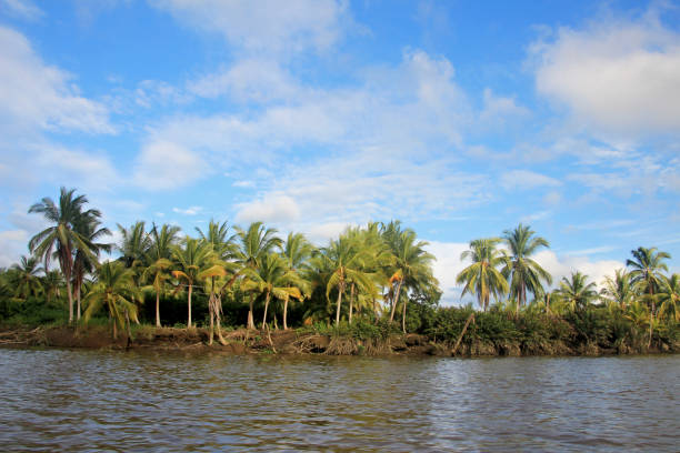 Coconut palm trees, Cayapas River, Esmeraldas province, Ecuador South America
