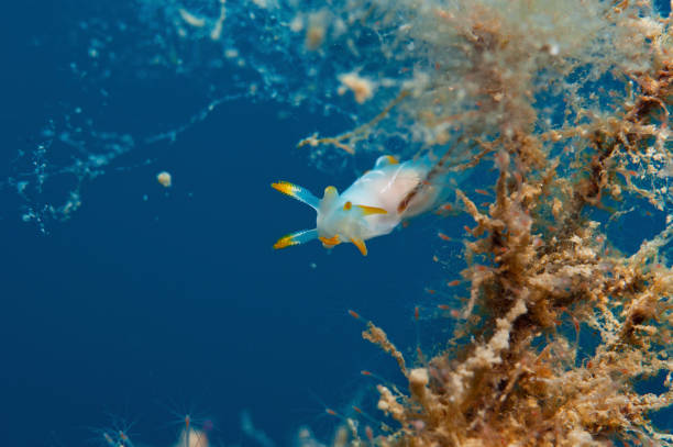 istock trapania invertebrate walking on the sponge 872646604