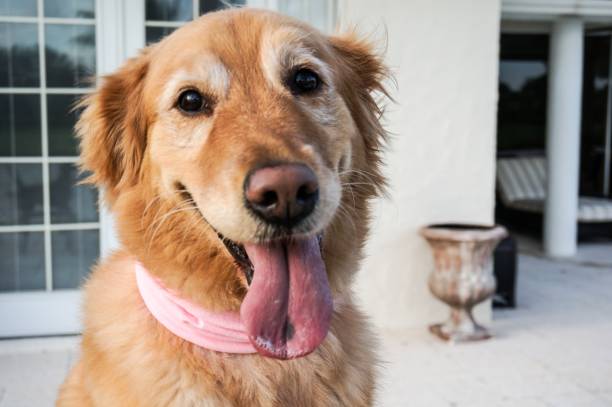 perro feliz sobresale la lengua y mira a cámara - dog smiling animal tongue pink fotografías e imágenes de stock