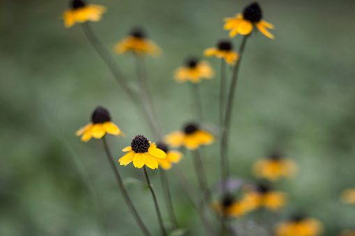 Maryland State flower, captured in natural light with shallow depth of field