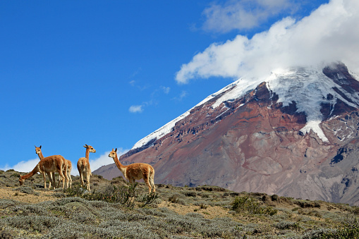 Two llamas grazing peacefully with the stunning backdrop of the Atacama Desert and a majestic volcanic cone rising in the distance under a clear blue sky.