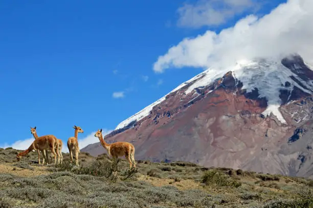 Vicunas, wild relatives of llamas, grazing at Chimborazo volcano high planes, Ecuador, South America