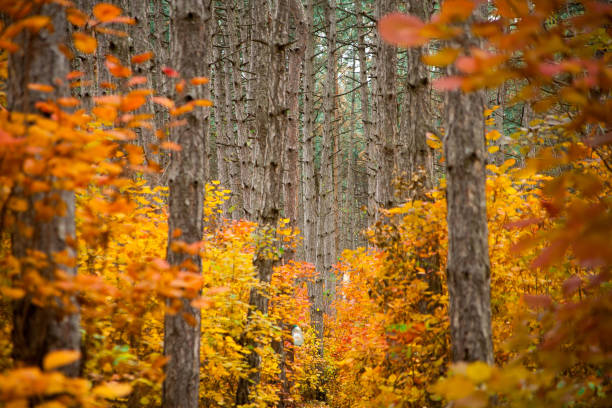istock Trees in the forest,at autumn 872649524