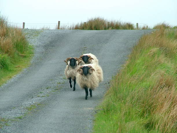 istock Black faced sheep in Ireland. 872651838