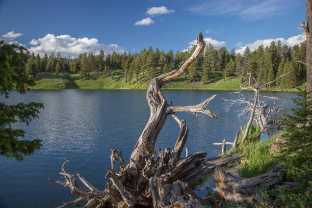 istock Trout Lake at Yellowstone National Park 872652062
