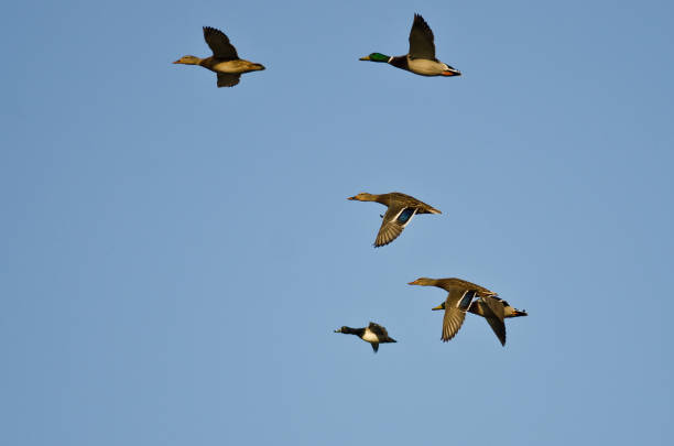 istock Flock of Ducks Flying in a Blue Sky 872662914