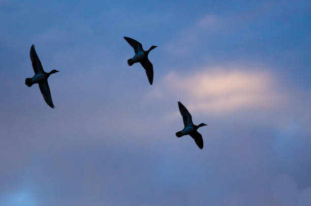 istock Silhouetted Ducks Flying in the Sunset Sky 872662922